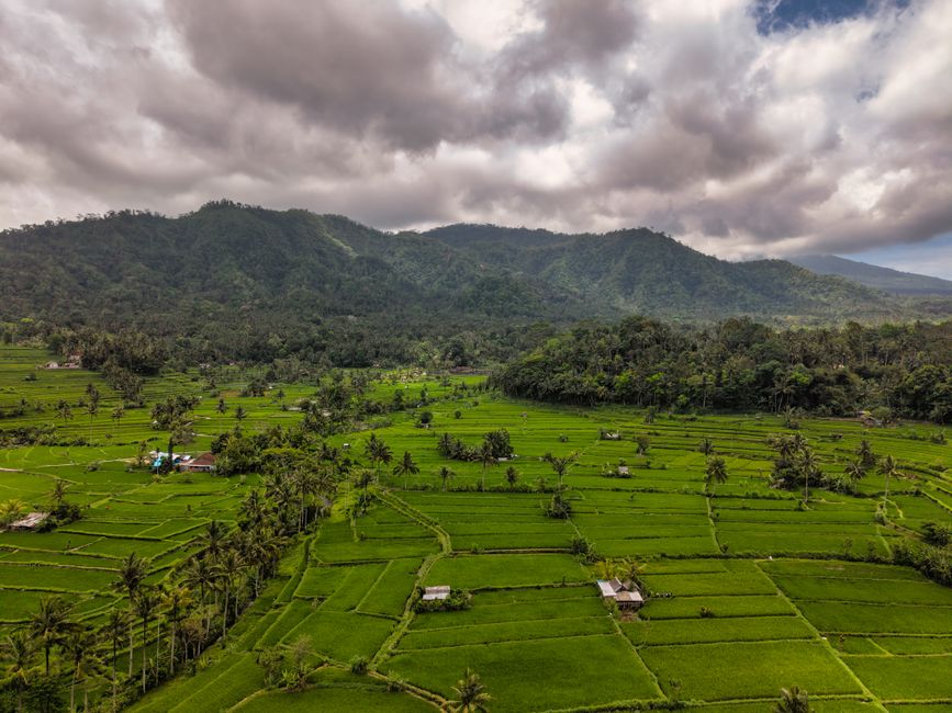 Explore lush green rice terraces in Bali with majestic mountains in the background.