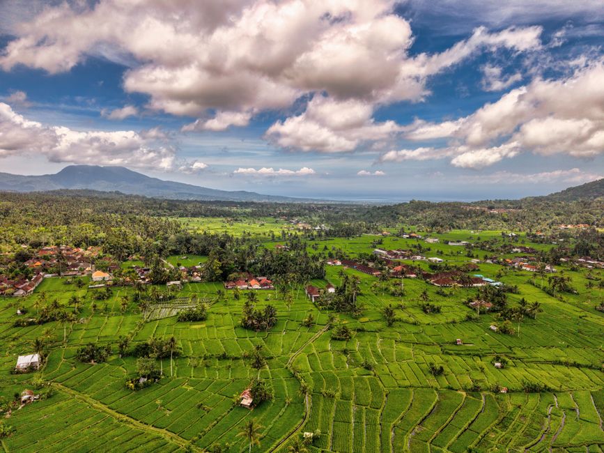 Stunning aerial view of lush green rice fields in Bali, Indonesia under a vibrant blue sky.