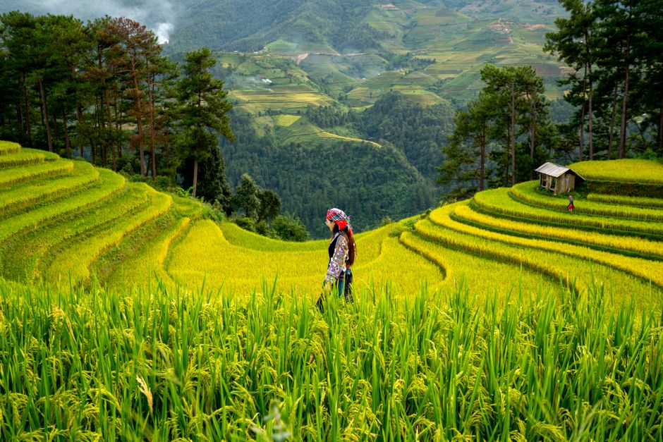 Woman in traditional clothing traversing vibrant green rice terraces in mountainous region.