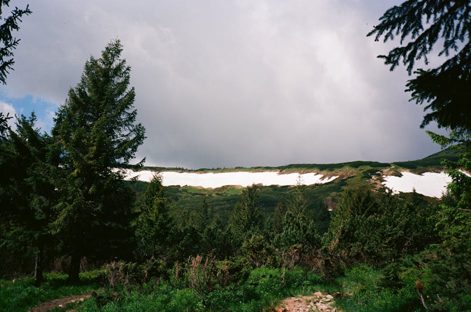 Expansive view of snow-capped mountains and lush evergreen forest under a cloudy sky.