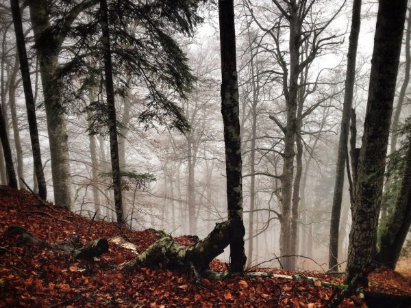 Rakija & Primeval Forests for Breakfast in Sutjeska National Park, Bosnia & Herzegovina