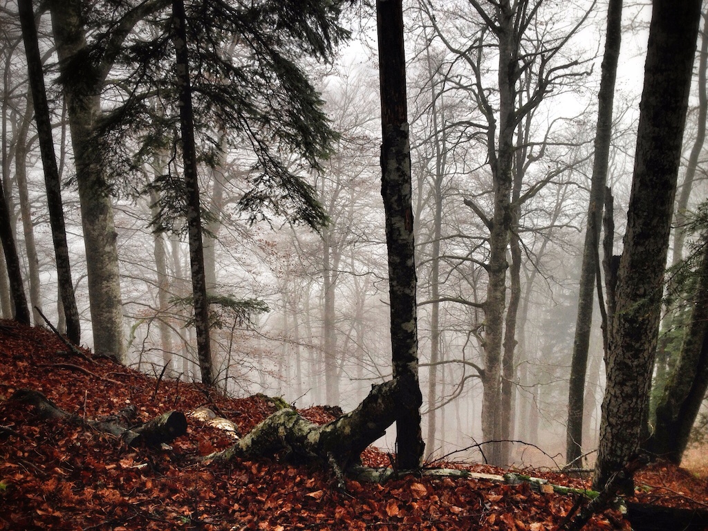 Rakija & Primeval Forests for Breakfast in Sutjeska National Park, Bosnia & Herzegovina